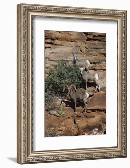 Utah. Two Female and One Male Big Horn Sheep on Red Rocks with Bush-Judith Zimmerman-Framed Photographic Print