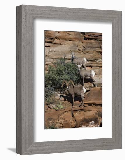 Utah. Two Female and One Male Big Horn Sheep on Red Rocks with Bush-Judith Zimmerman-Framed Photographic Print