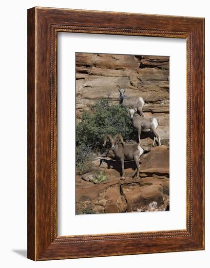 Utah. Two Female and One Male Big Horn Sheep on Red Rocks with Bush-Judith Zimmerman-Framed Photographic Print