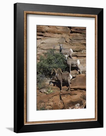 Utah. Two Female and One Male Big Horn Sheep on Red Rocks with Bush-Judith Zimmerman-Framed Photographic Print