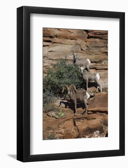 Utah. Two Female and One Male Big Horn Sheep on Red Rocks with Bush-Judith Zimmerman-Framed Photographic Print