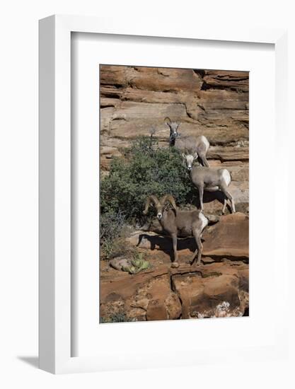 Utah. Two Female and One Male Big Horn Sheep on Red Rocks with Bush-Judith Zimmerman-Framed Photographic Print