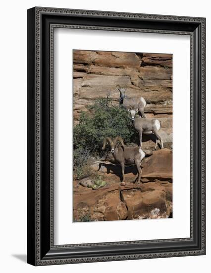 Utah. Two Female and One Male Big Horn Sheep on Red Rocks with Bush-Judith Zimmerman-Framed Photographic Print