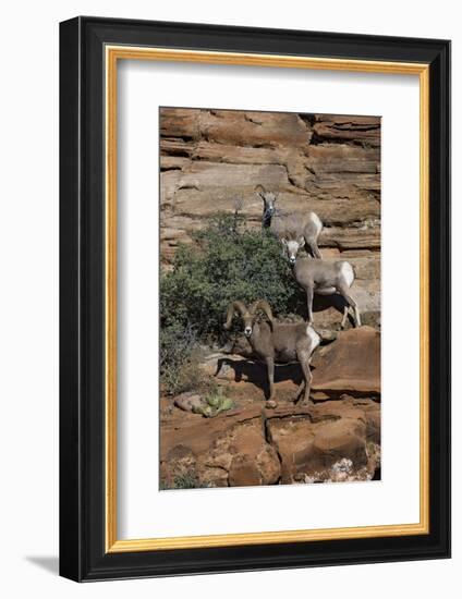 Utah. Two Female and One Male Big Horn Sheep on Red Rocks with Bush-Judith Zimmerman-Framed Photographic Print