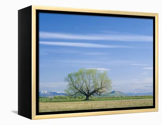 Utah. USA. Willow Tree and Cirrus Clouds in Spring. Cache Valley-Scott T. Smith-Framed Premier Image Canvas