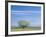 Utah. USA. Willow Tree and Cirrus Clouds in Spring. Cache Valley-Scott T. Smith-Framed Photographic Print