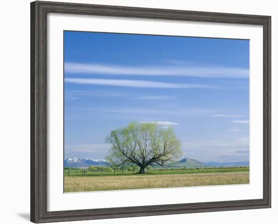 Utah. USA. Willow Tree and Cirrus Clouds in Spring. Cache Valley-Scott T. Smith-Framed Photographic Print