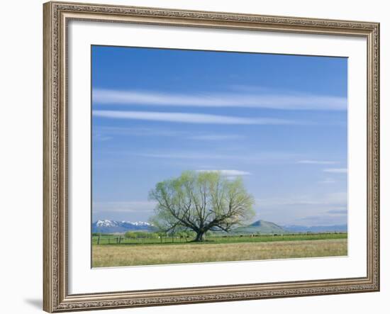 Utah. USA. Willow Tree and Cirrus Clouds in Spring. Cache Valley-Scott T. Smith-Framed Photographic Print