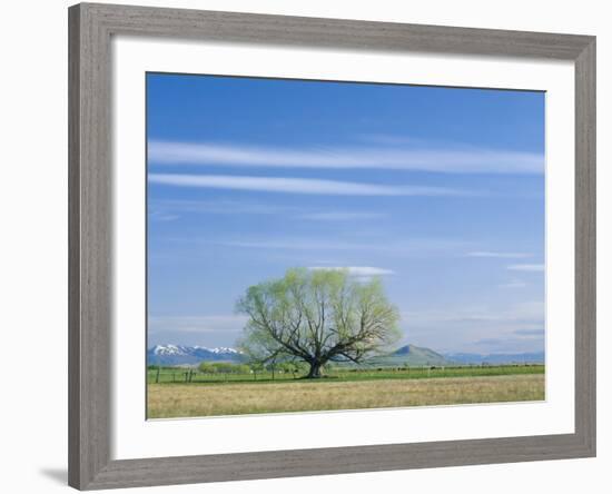 Utah. USA. Willow Tree and Cirrus Clouds in Spring. Cache Valley-Scott T. Smith-Framed Photographic Print