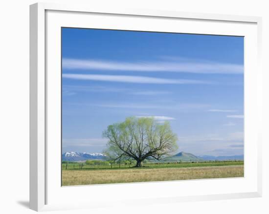 Utah. USA. Willow Tree and Cirrus Clouds in Spring. Cache Valley-Scott T. Smith-Framed Photographic Print