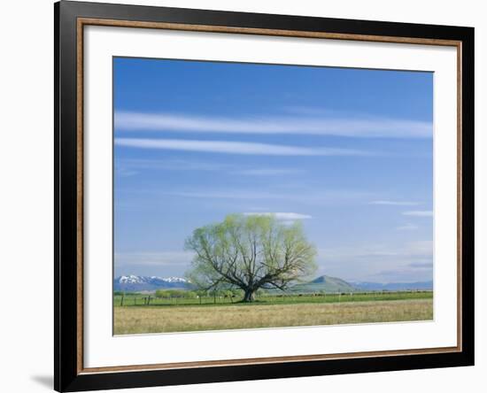 Utah. USA. Willow Tree and Cirrus Clouds in Spring. Cache Valley-Scott T. Smith-Framed Photographic Print