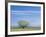 Utah. USA. Willow Tree and Cirrus Clouds in Spring. Cache Valley-Scott T. Smith-Framed Photographic Print