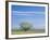 Utah. USA. Willow Tree and Cirrus Clouds in Spring. Cache Valley-Scott T. Smith-Framed Photographic Print