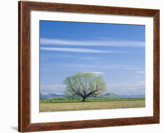 Utah. USA. Willow Tree and Cirrus Clouds in Spring. Cache Valley-Scott T. Smith-Framed Photographic Print