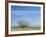 Utah. USA. Willow Tree and Cirrus Clouds in Spring. Cache Valley-Scott T. Smith-Framed Photographic Print