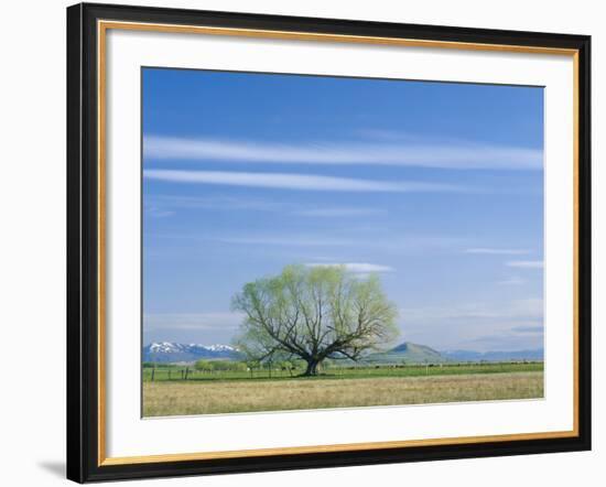 Utah. USA. Willow Tree and Cirrus Clouds in Spring. Cache Valley-Scott T. Smith-Framed Photographic Print