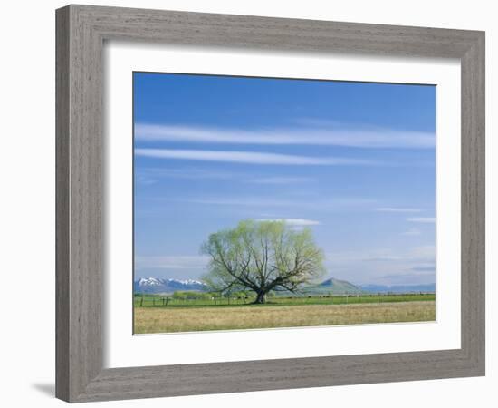 Utah. USA. Willow Tree and Cirrus Clouds in Spring. Cache Valley-Scott T. Smith-Framed Photographic Print