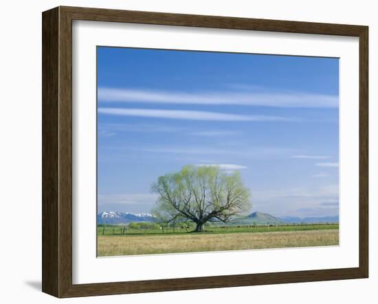 Utah. USA. Willow Tree and Cirrus Clouds in Spring. Cache Valley-Scott T. Smith-Framed Photographic Print