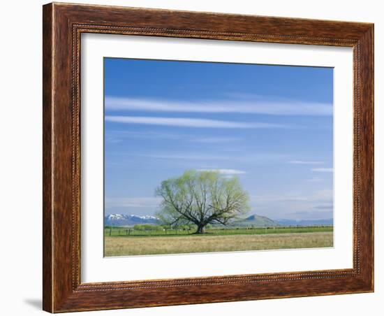 Utah. USA. Willow Tree and Cirrus Clouds in Spring. Cache Valley-Scott T. Smith-Framed Photographic Print