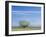 Utah. USA. Willow Tree and Cirrus Clouds in Spring. Cache Valley-Scott T. Smith-Framed Photographic Print