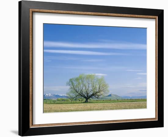 Utah. USA. Willow Tree and Cirrus Clouds in Spring. Cache Valley-Scott T. Smith-Framed Photographic Print