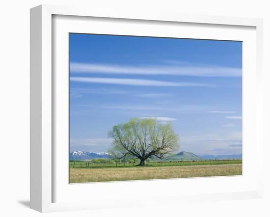 Utah. USA. Willow Tree and Cirrus Clouds in Spring. Cache Valley-Scott T. Smith-Framed Photographic Print