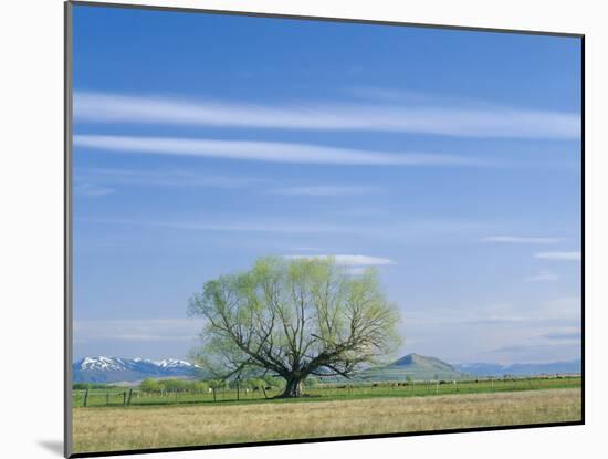 Utah. USA. Willow Tree and Cirrus Clouds in Spring. Cache Valley-Scott T. Smith-Mounted Photographic Print