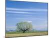 Utah. USA. Willow Tree and Cirrus Clouds in Spring. Cache Valley-Scott T. Smith-Mounted Photographic Print