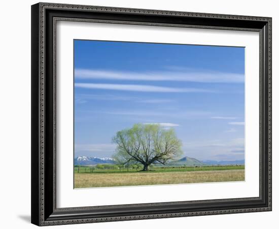 Utah. USA. Willow Tree and Cirrus Clouds in Spring. Cache Valley-Scott T. Smith-Framed Photographic Print