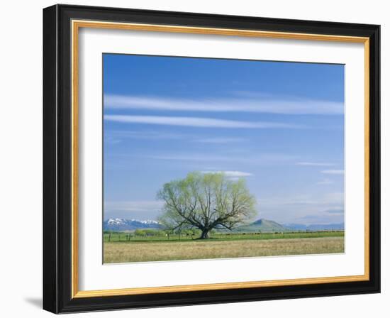 Utah. USA. Willow Tree and Cirrus Clouds in Spring. Cache Valley-Scott T. Smith-Framed Photographic Print