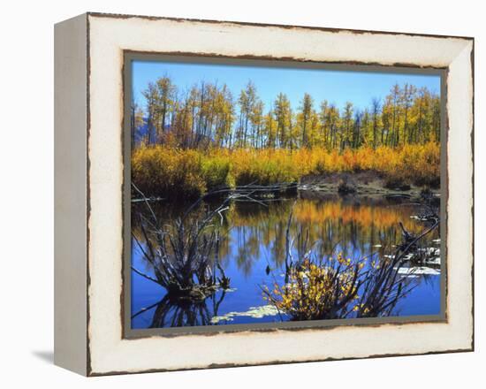Utah. USA. Willows and Aspens in Autumn at Beaver Pond in Logan Canyon-Scott T. Smith-Framed Premier Image Canvas