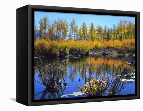 Utah. USA. Willows and Aspens in Autumn at Beaver Pond in Logan Canyon-Scott T. Smith-Framed Premier Image Canvas