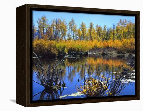Utah. USA. Willows and Aspens in Autumn at Beaver Pond in Logan Canyon-Scott T. Smith-Framed Premier Image Canvas