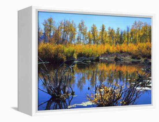 Utah. USA. Willows and Aspens in Autumn at Beaver Pond in Logan Canyon-Scott T. Smith-Framed Premier Image Canvas