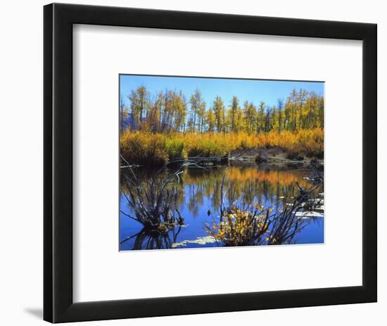 Utah. USA. Willows and Aspens in Autumn at Beaver Pond in Logan Canyon-Scott T. Smith-Framed Photographic Print