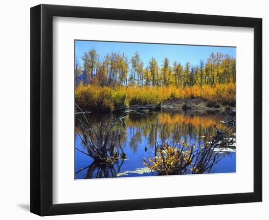 Utah. USA. Willows and Aspens in Autumn at Beaver Pond in Logan Canyon-Scott T. Smith-Framed Photographic Print