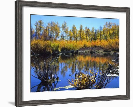 Utah. USA. Willows and Aspens in Autumn at Beaver Pond in Logan Canyon-Scott T. Smith-Framed Photographic Print