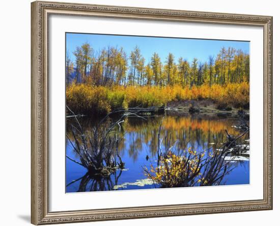 Utah. USA. Willows and Aspens in Autumn at Beaver Pond in Logan Canyon-Scott T. Smith-Framed Photographic Print