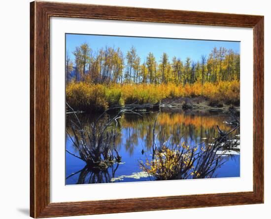 Utah. USA. Willows and Aspens in Autumn at Beaver Pond in Logan Canyon-Scott T. Smith-Framed Photographic Print