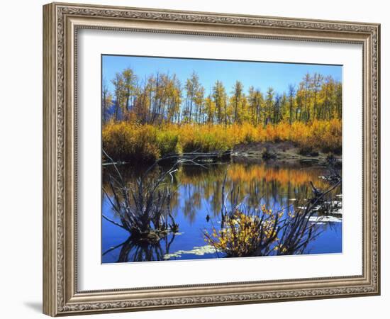 Utah. USA. Willows and Aspens in Autumn at Beaver Pond in Logan Canyon-Scott T. Smith-Framed Photographic Print