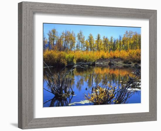 Utah. USA. Willows and Aspens in Autumn at Beaver Pond in Logan Canyon-Scott T. Smith-Framed Photographic Print