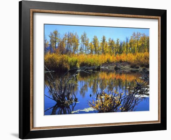 Utah. USA. Willows and Aspens in Autumn at Beaver Pond in Logan Canyon-Scott T. Smith-Framed Photographic Print