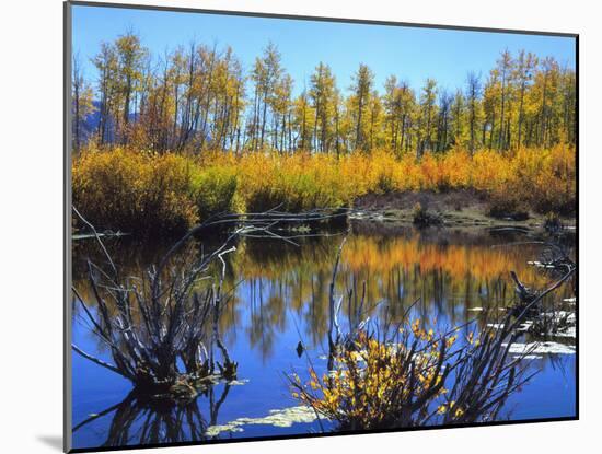 Utah. USA. Willows and Aspens in Autumn at Beaver Pond in Logan Canyon-Scott T. Smith-Mounted Photographic Print