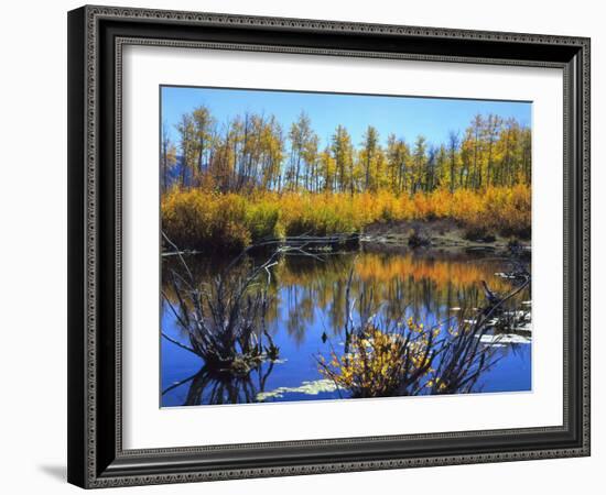 Utah. USA. Willows and Aspens in Autumn at Beaver Pond in Logan Canyon-Scott T. Smith-Framed Photographic Print