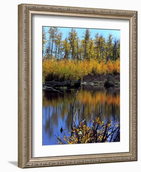 Utah. USA. Willows and Aspens in Autumn at Beaver Pond in Logan Canyon-Scott T. Smith-Framed Photographic Print