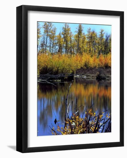 Utah. USA. Willows and Aspens in Autumn at Beaver Pond in Logan Canyon-Scott T. Smith-Framed Photographic Print