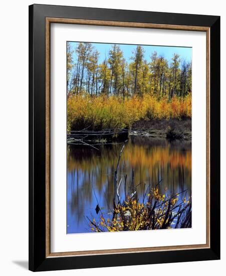 Utah. USA. Willows and Aspens in Autumn at Beaver Pond in Logan Canyon-Scott T. Smith-Framed Photographic Print