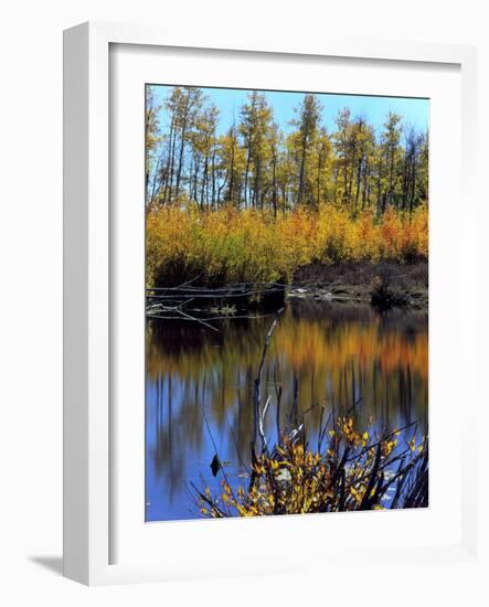 Utah. USA. Willows and Aspens in Autumn at Beaver Pond in Logan Canyon-Scott T. Smith-Framed Photographic Print