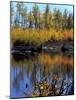 Utah. USA. Willows and Aspens in Autumn at Beaver Pond in Logan Canyon-Scott T. Smith-Mounted Photographic Print