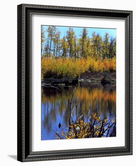 Utah. USA. Willows and Aspens in Autumn at Beaver Pond in Logan Canyon-Scott T. Smith-Framed Photographic Print